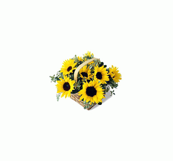 해바라기바구니-방글라데시 [ 07-bangladesh_sunflowerLs ]